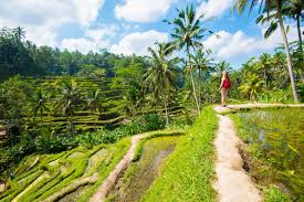 Rice Terrace Rhythms: Cycling Through Bali's Ancient Agricultural Heart